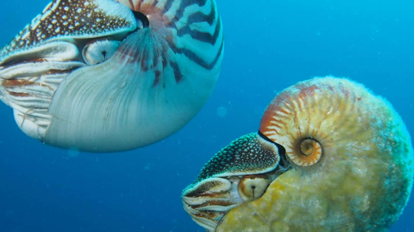 Exquisite Deep-sea Nautilus Swirling In An Ocean Vortex Wallpaper