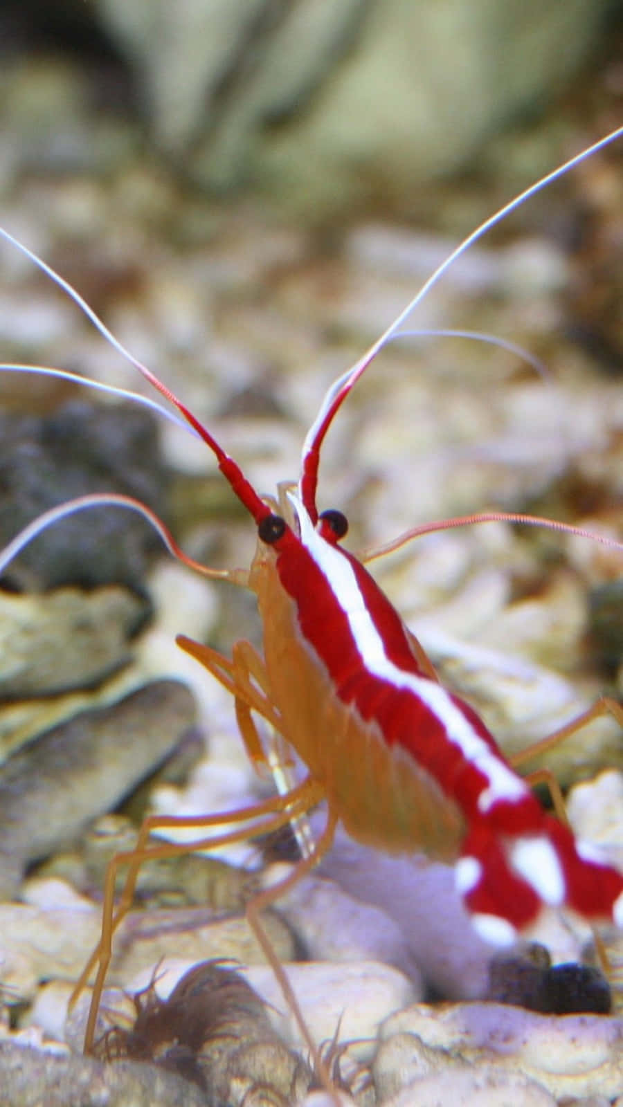 Exquisite Display Of Underwater Beauty: A Close-up Shot Of A Vibrant Shrimp In Its Natural Habitat Wallpaper