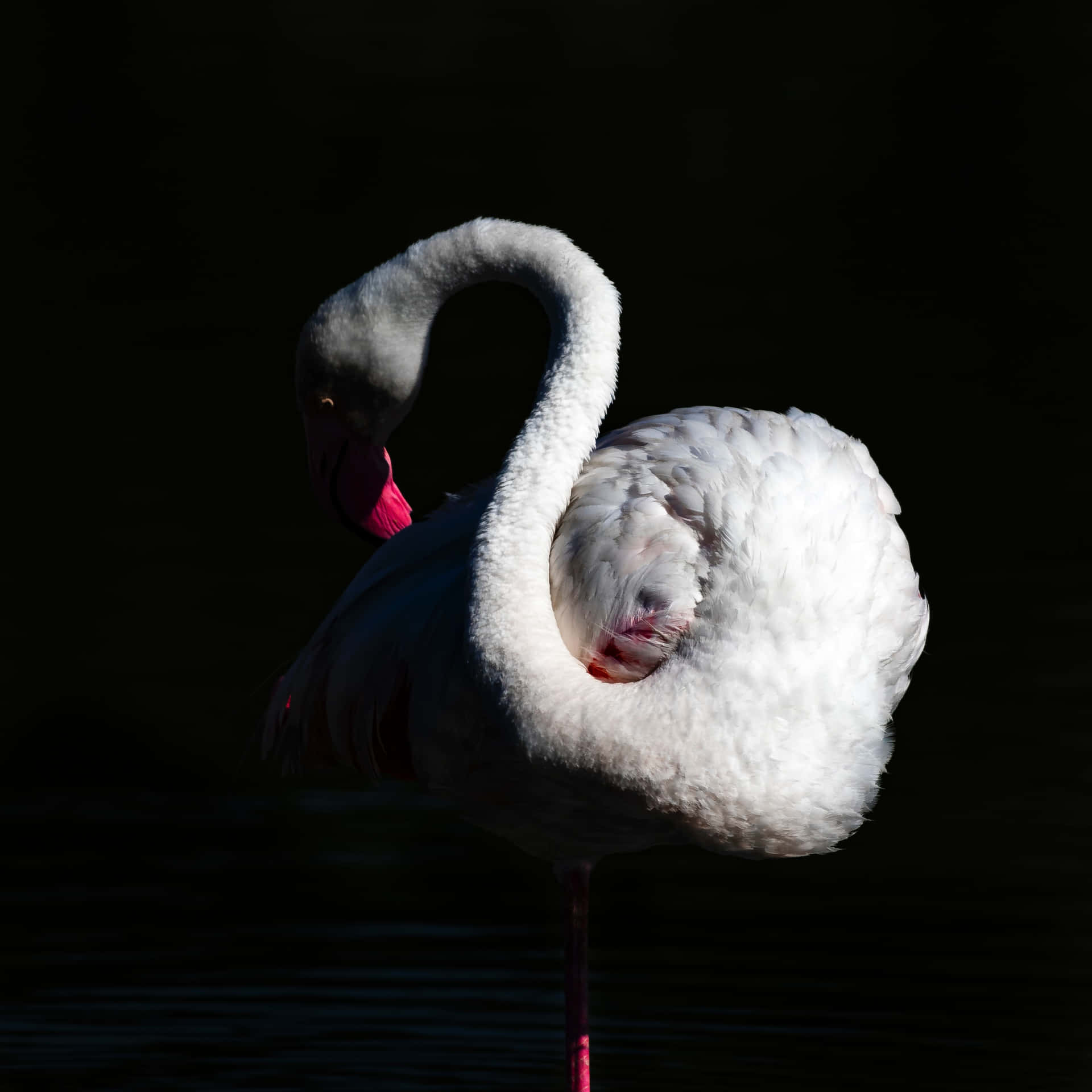 Exquisite Flamingo Amidst Tropical Bliss