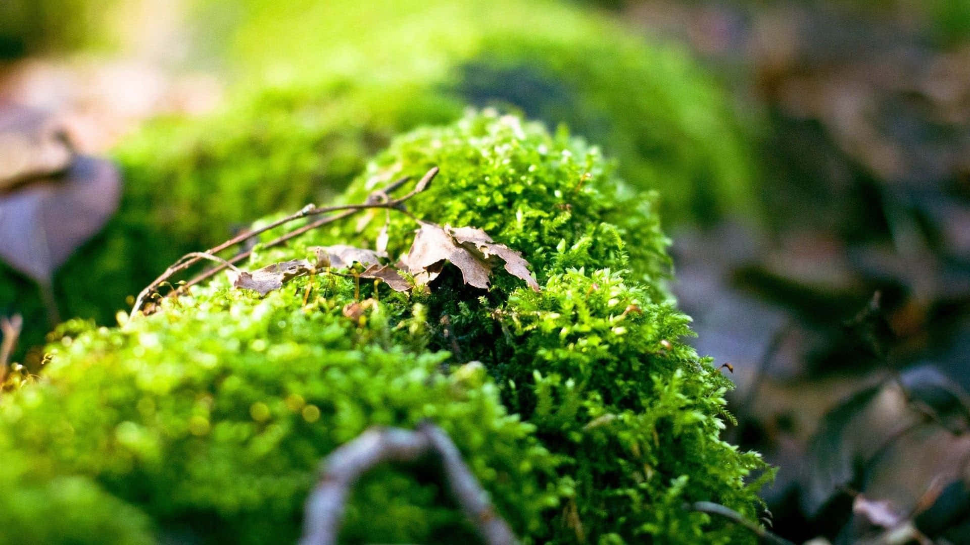 Exquisite Green Moss On A Rock