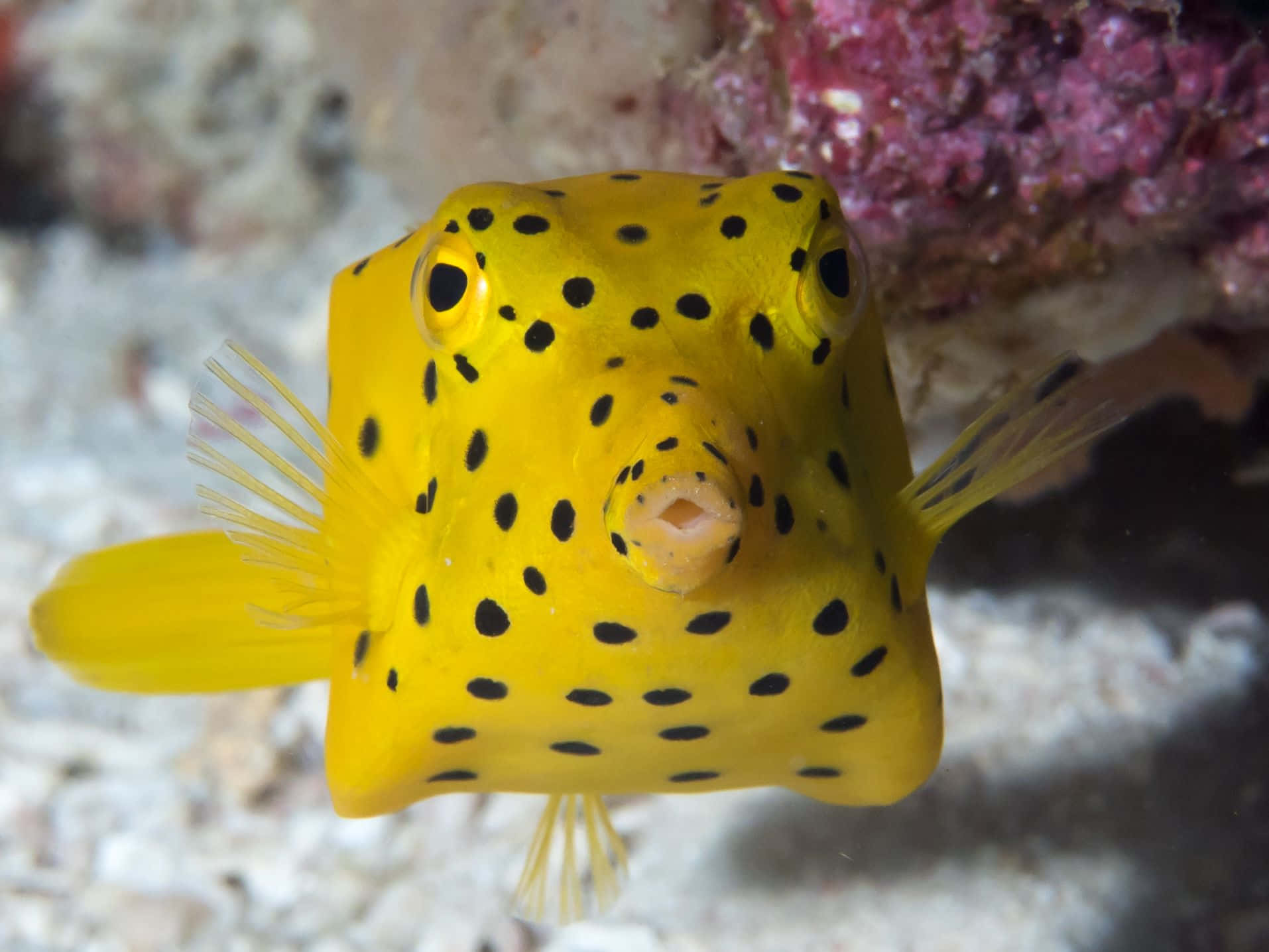 Exquisite Landscape Of Boxfish Swimming In The Clear Waters Wallpaper