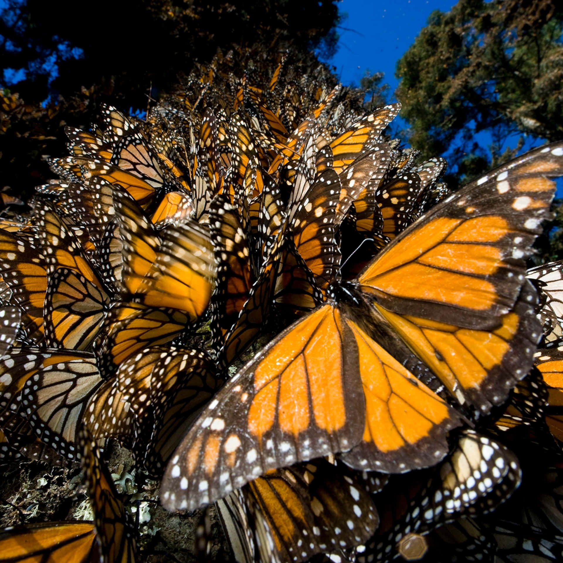 Exquisite Migration Of Monarch Butterflies Wallpaper
