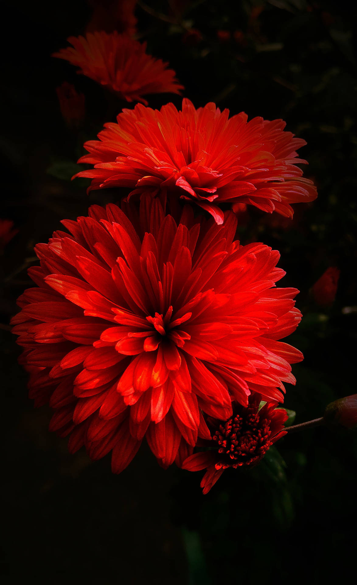 Flores De Dália Vermelhas Requintadas Papel de Parede