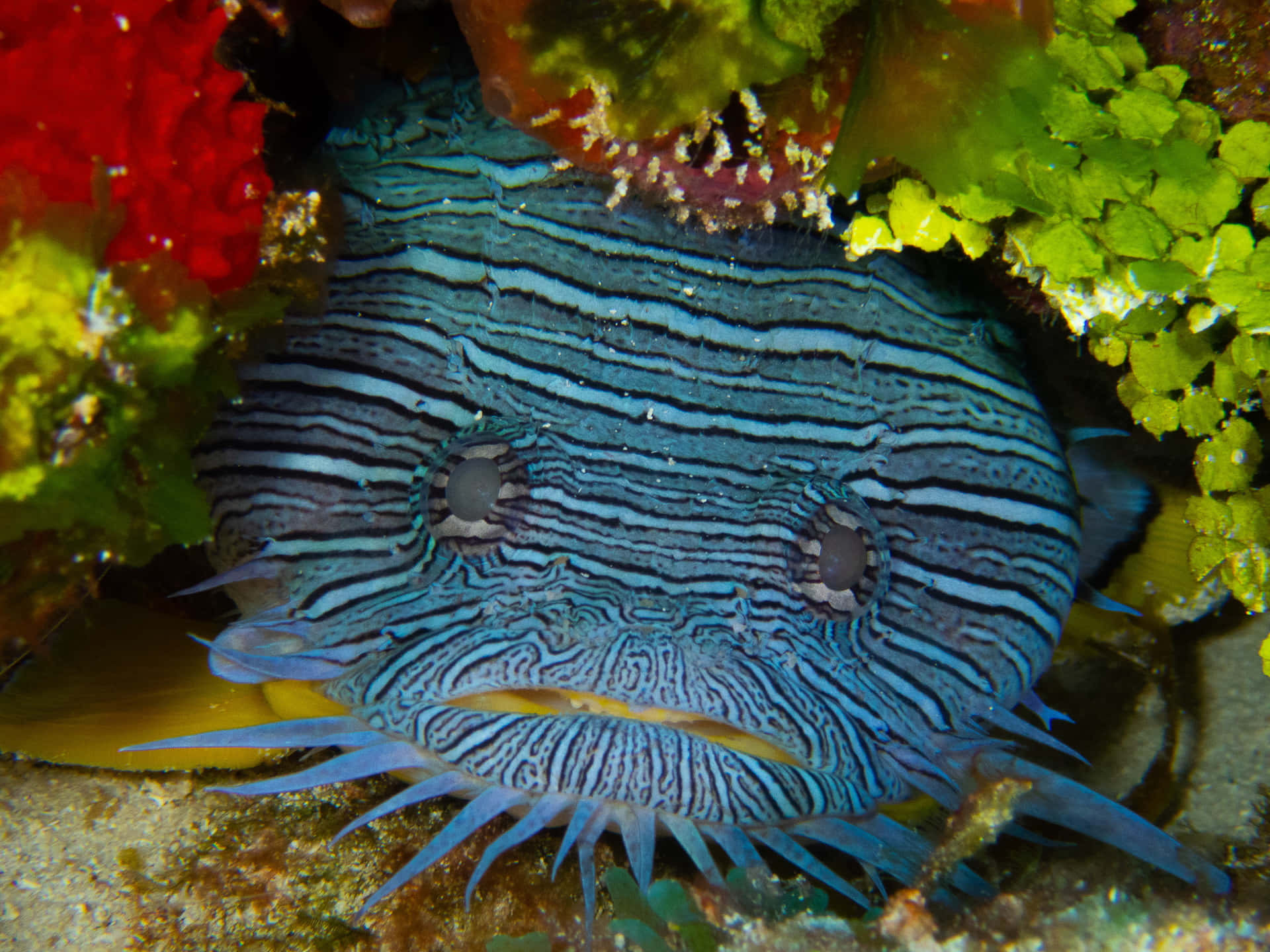 Exquisite Toadfish Swimming Near The Coral Reef Wallpaper