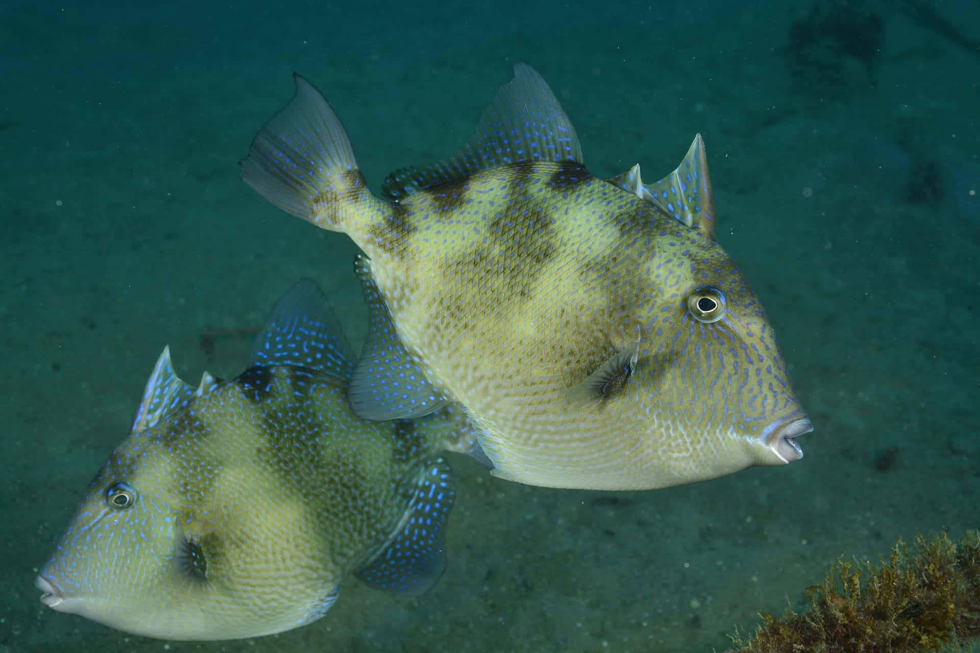 Ikan Trigger Yang Indah Berenang Di Air Jernih Wallpaper