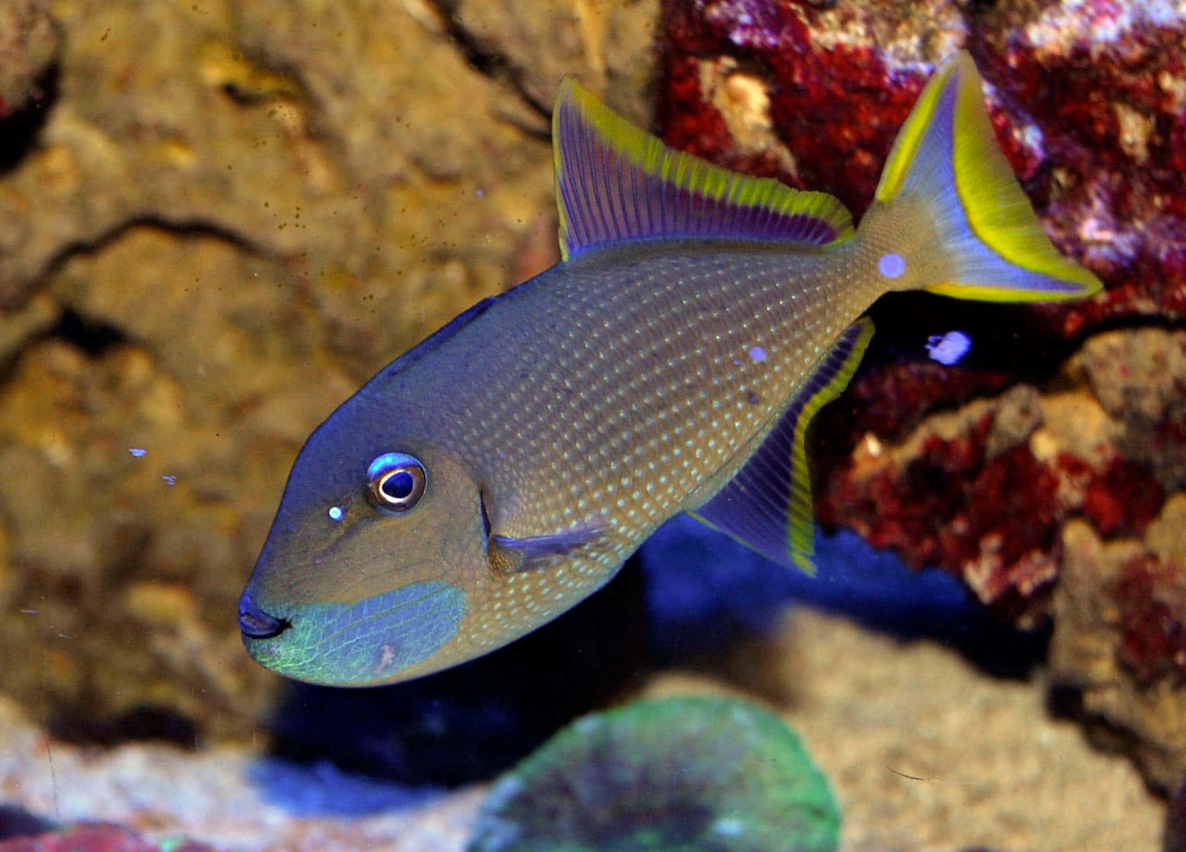 Triggerfish Yang Indah Berenang Di Dunia Bawah Laut Yang Berwarna-warni. Wallpaper