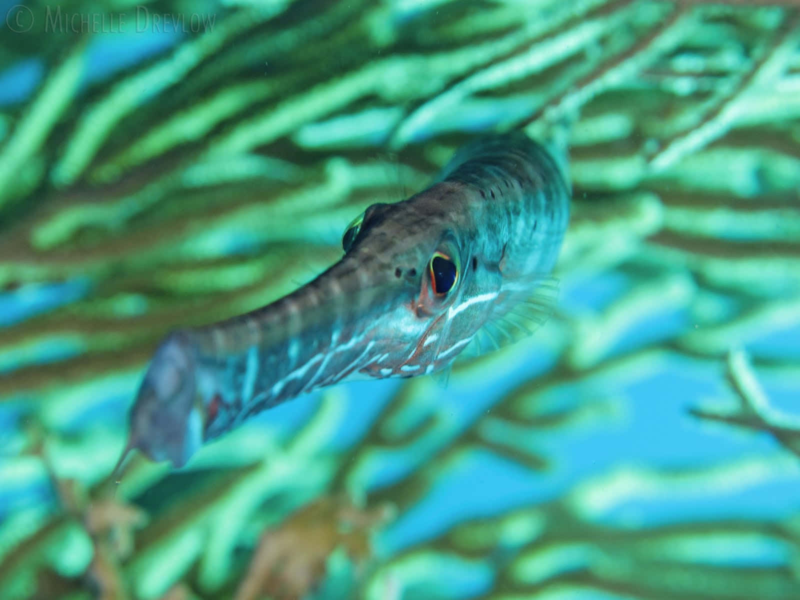 Exquisite Trumpetfish Swimming In Its Habitat Wallpaper