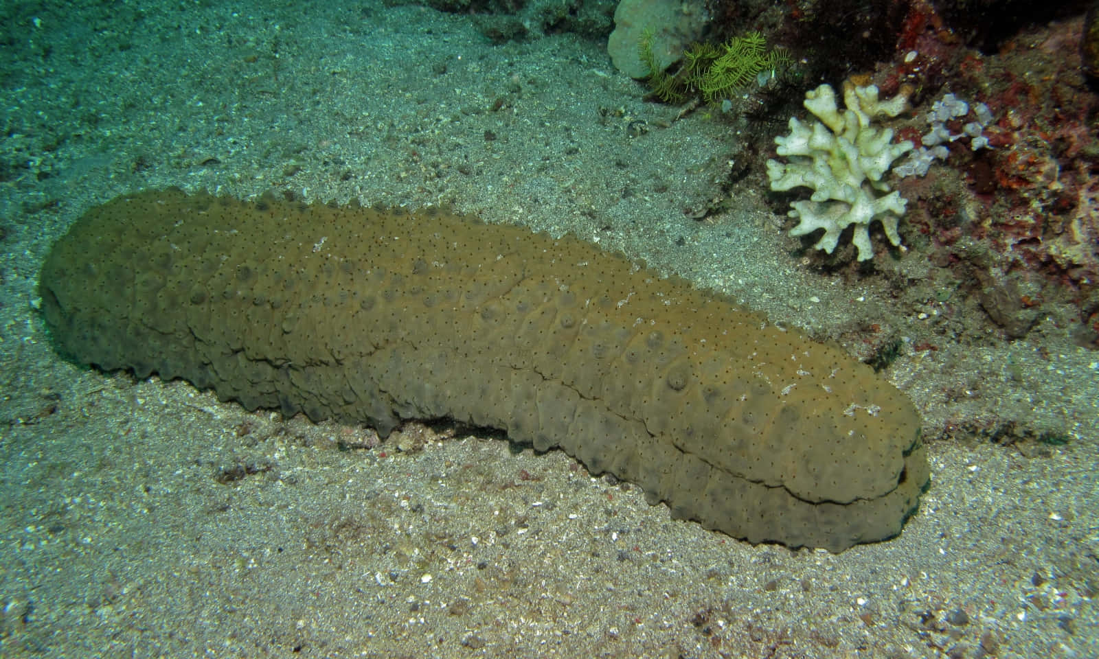 Exquisite Underwater Encounter - Immersed Portrait Of A Sea Cucumber Wallpaper