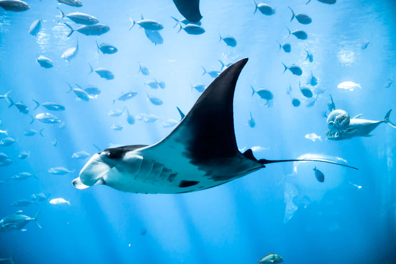 Exquisite Underwater View Of A Gliding Manta Ray Wallpaper