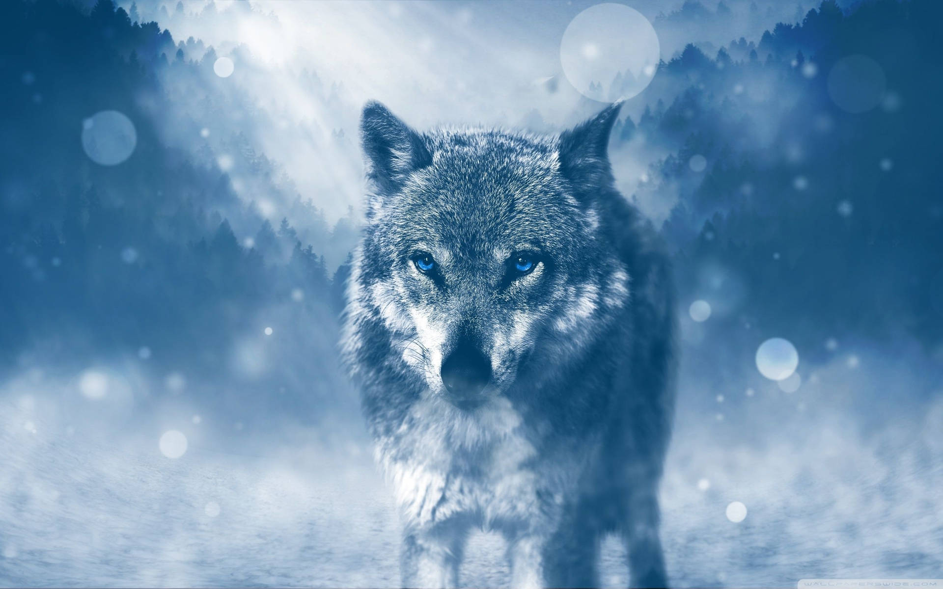 Wunderschönerwolf-desktop Wallpaper
