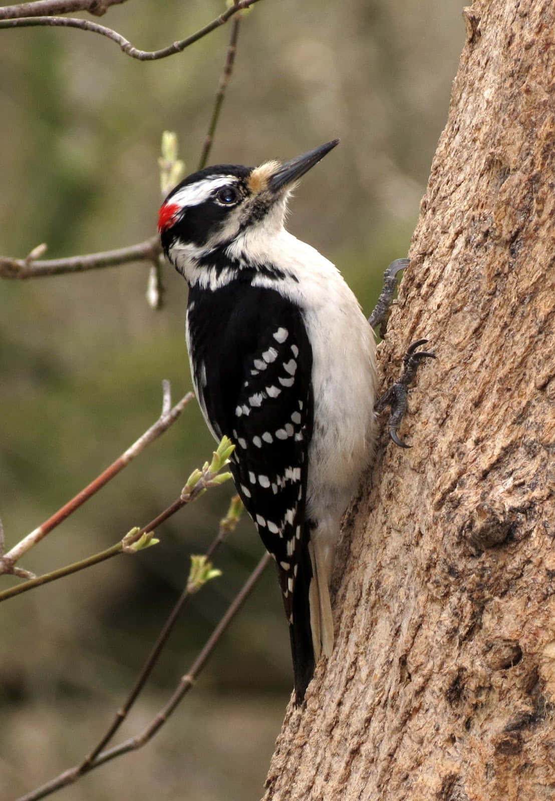 Exquisite Woodpecker Perched On A Branch