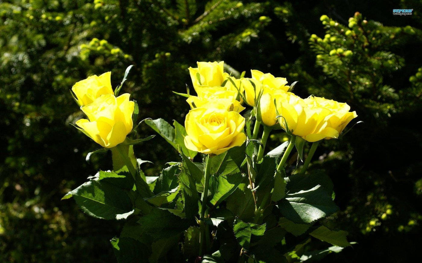 Exquisite Yellow Rose Bloom Wallpaper