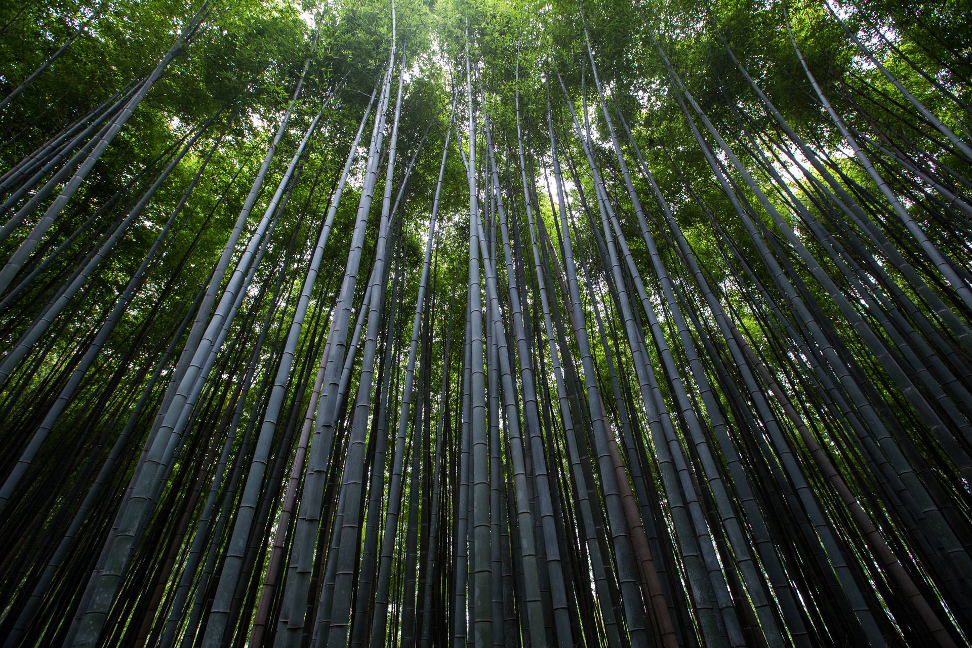 Extensive Bamboo Plants
