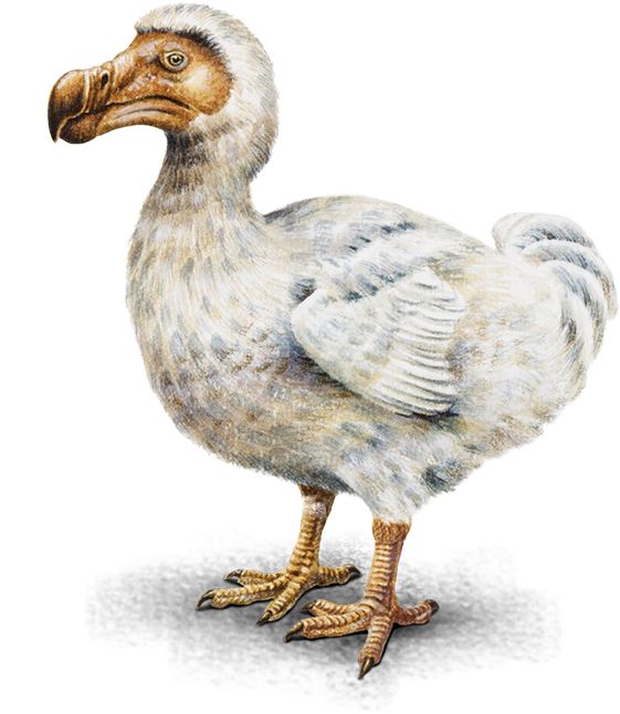 Extinct Dodo Bird Illustration PNG