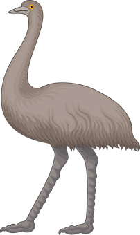 Extinct Emu Illustration PNG