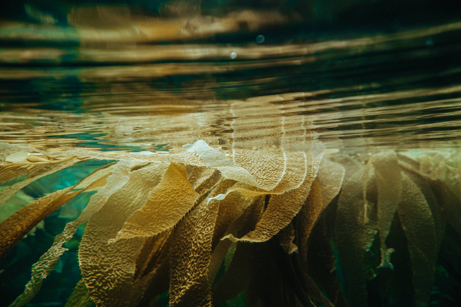 Extraordinariaplanta Submarina De Alga Kelp Fondo de pantalla