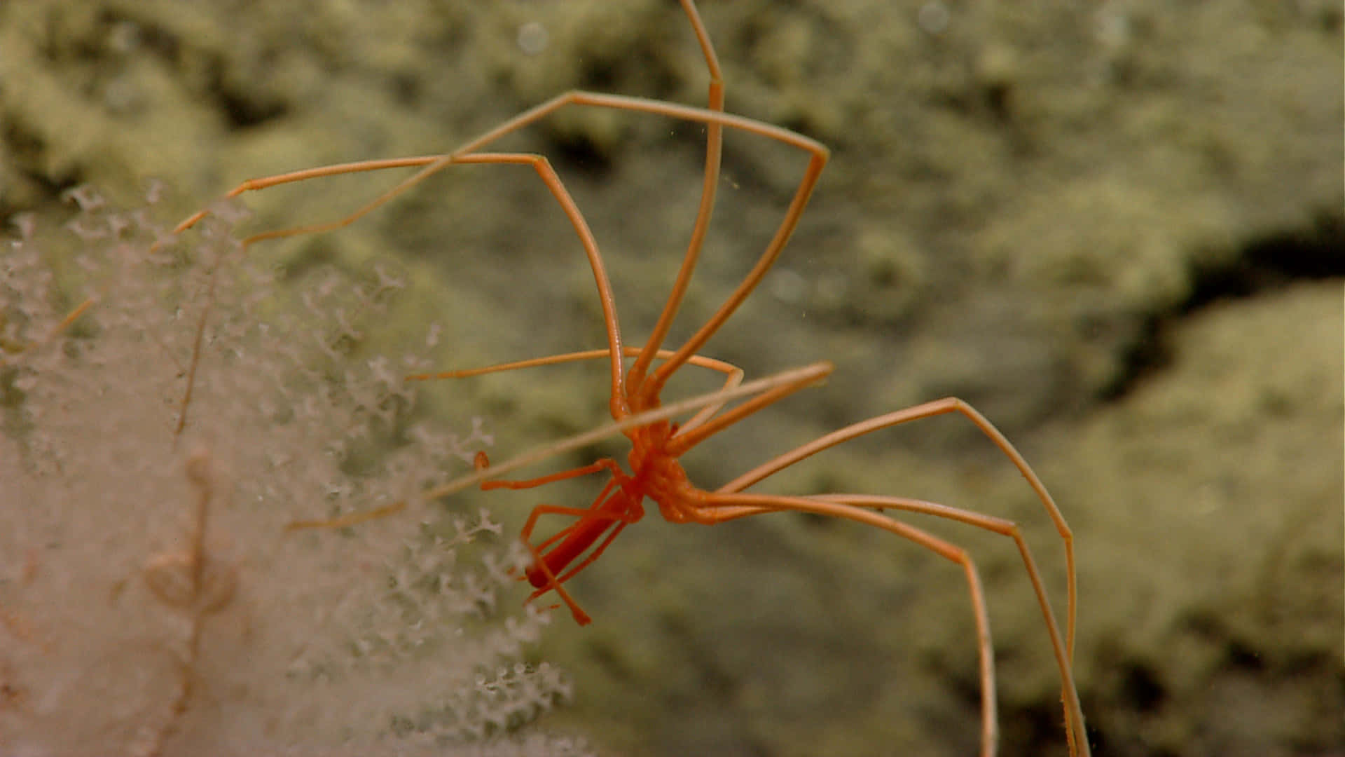 Extraordinary Sea Spider Illuminated Underwater Wallpaper