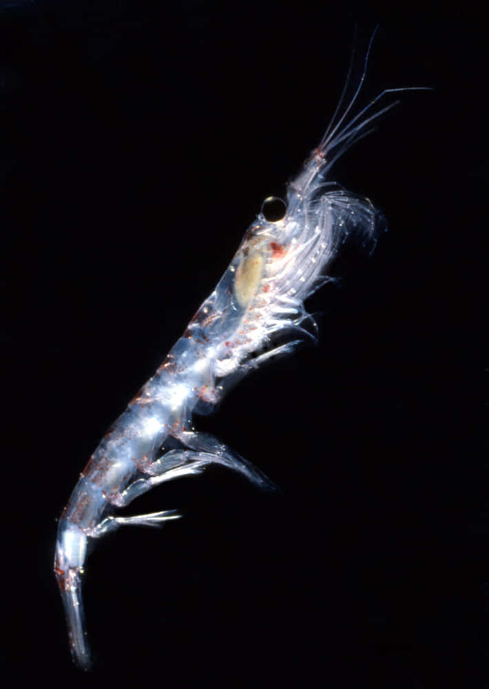 Vue Extraordinaire Du Krill Antarctique Dans Son Habitat Naturel Fond d'écran