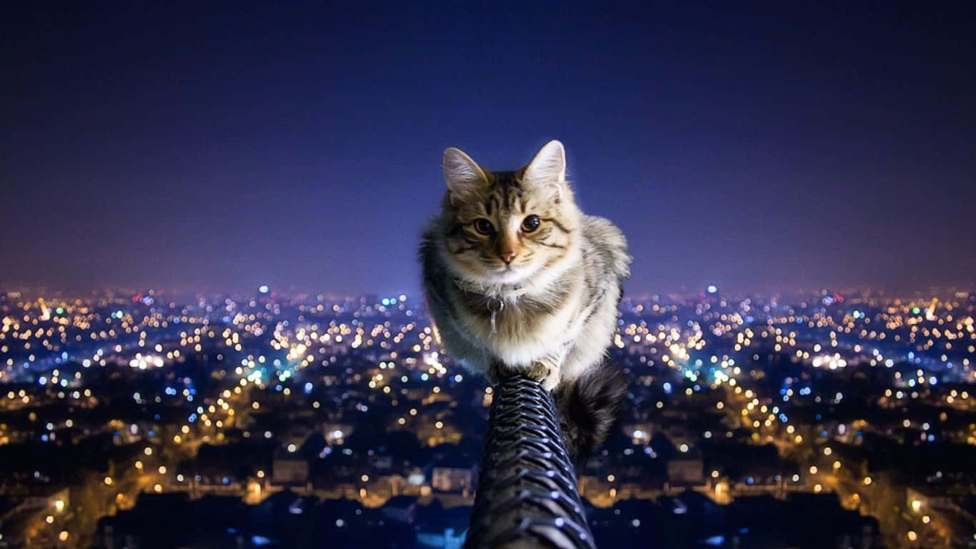 Extreme Cat City Wallpaper