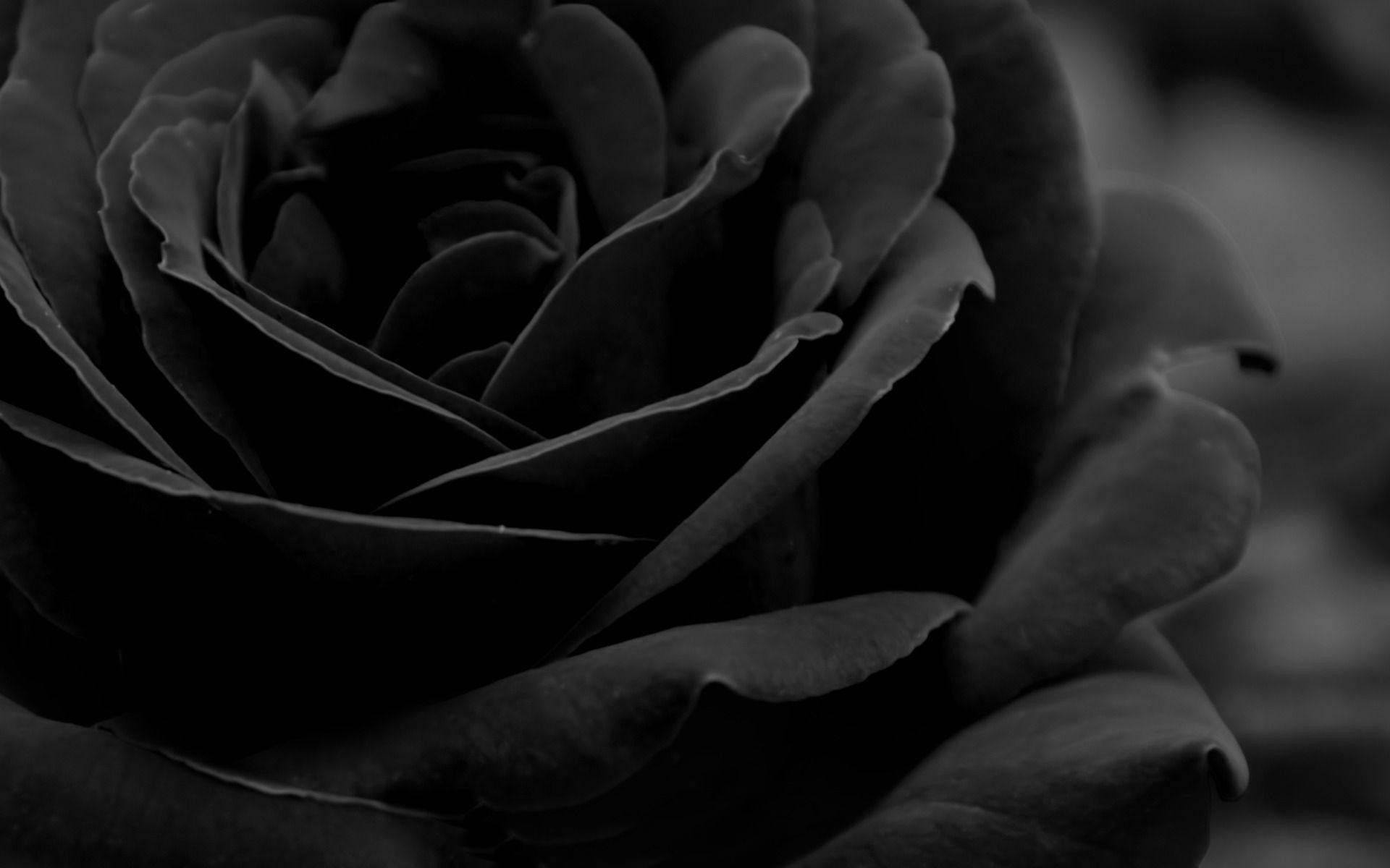 Extreme Close-Up Of Black And White Rose Wallpaper