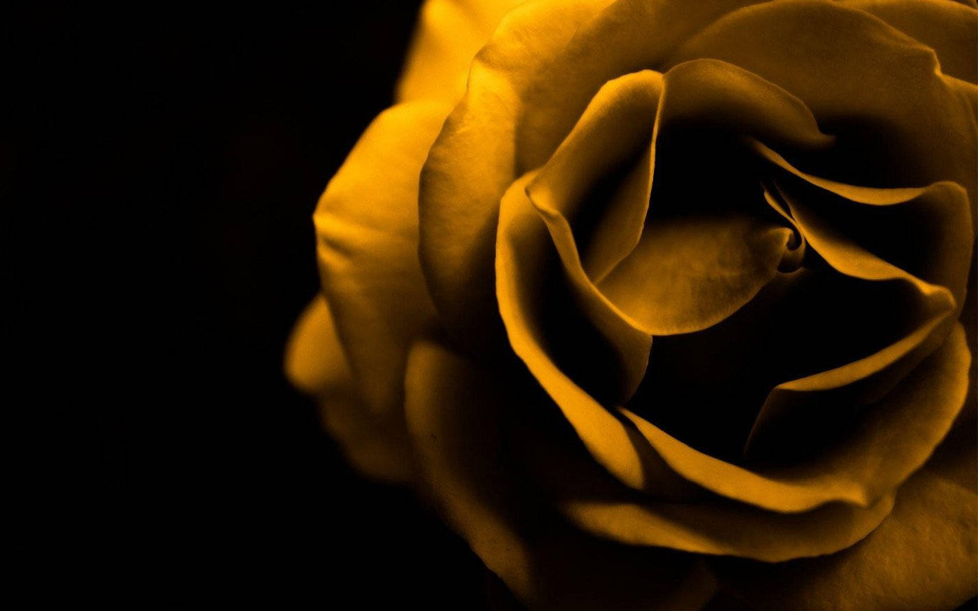Extreme Close Up Shot Yellow Rose Wallpaper