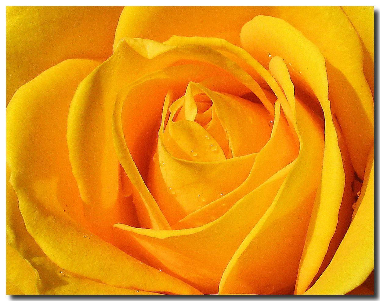 Extreme Close Up Yellow Rose Petals Wallpaper