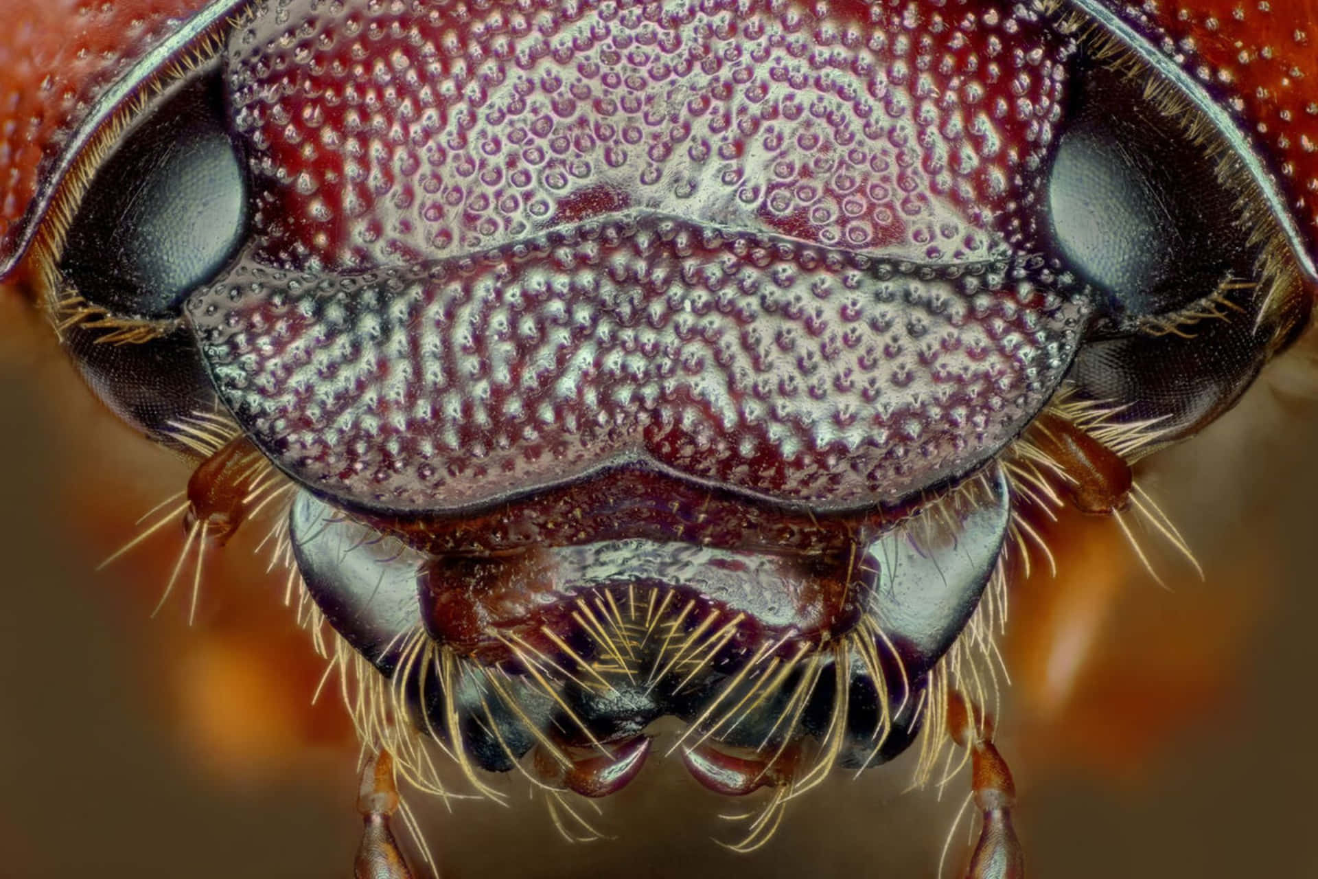 Extreme Closeup June Bug Head Wallpaper