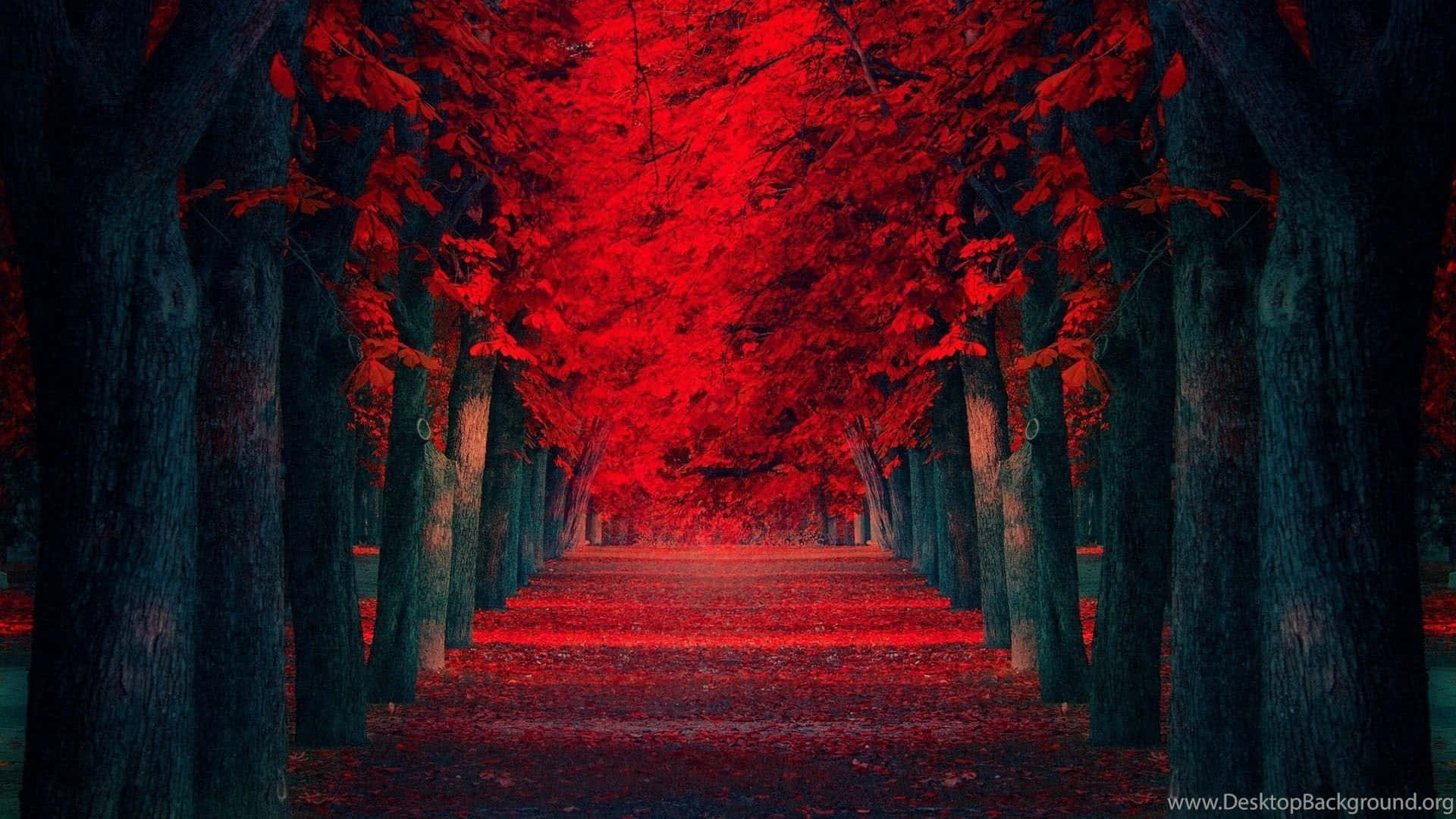 Extreme Red Maple Pathway Wallpaper