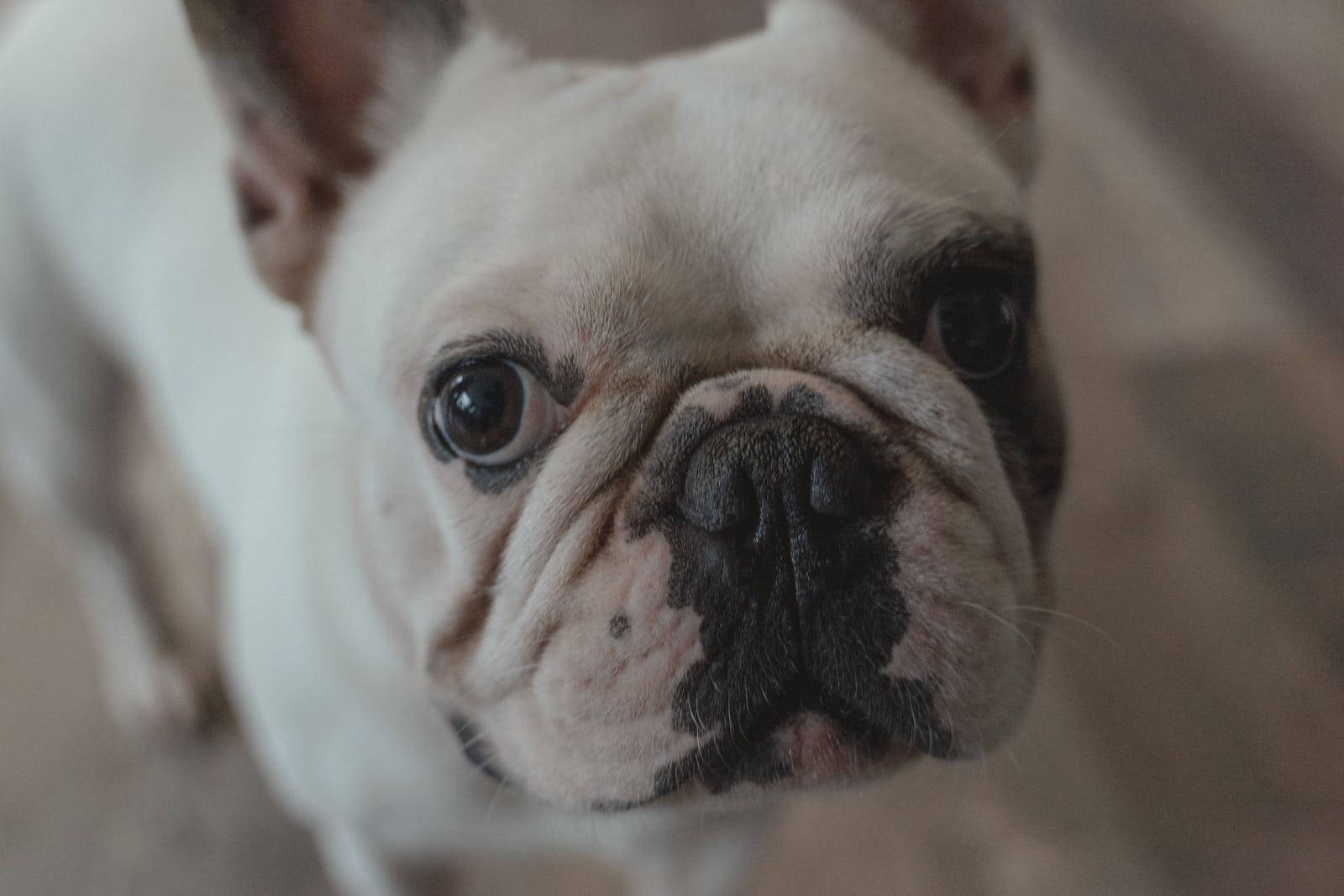Extremely Cute French Bulldog Wallpaper