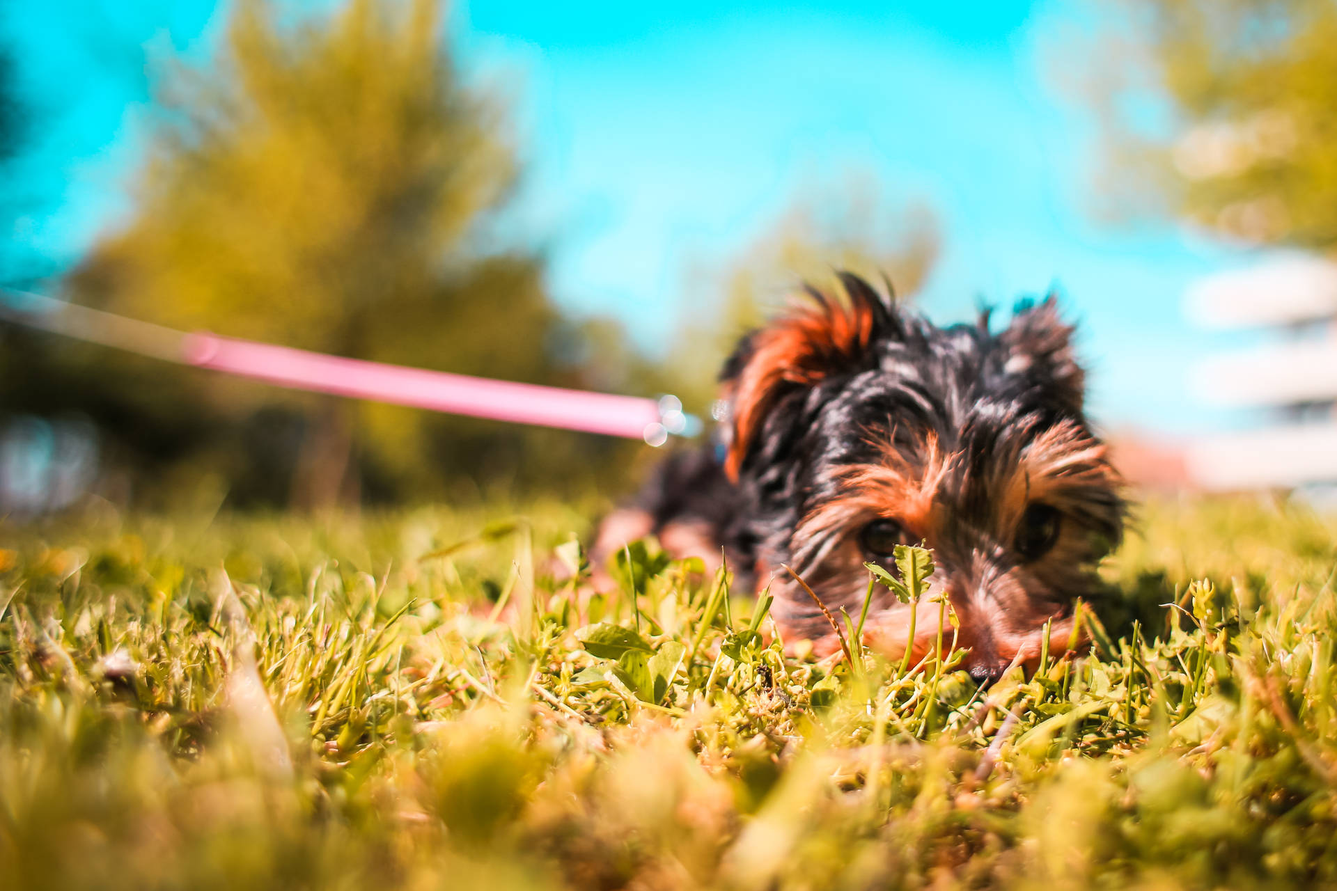 Extremely Cute Puppy On Grass Wallpaper