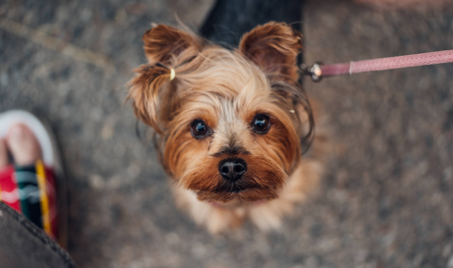 Extremely Cute Yorkie Looking Up Wallpaper