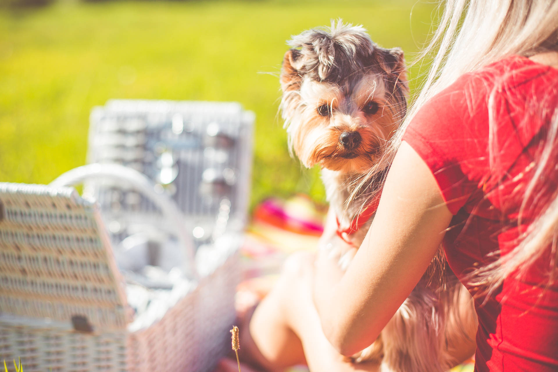 Extremely Cute Yorkie On A Picnic Wallpaper