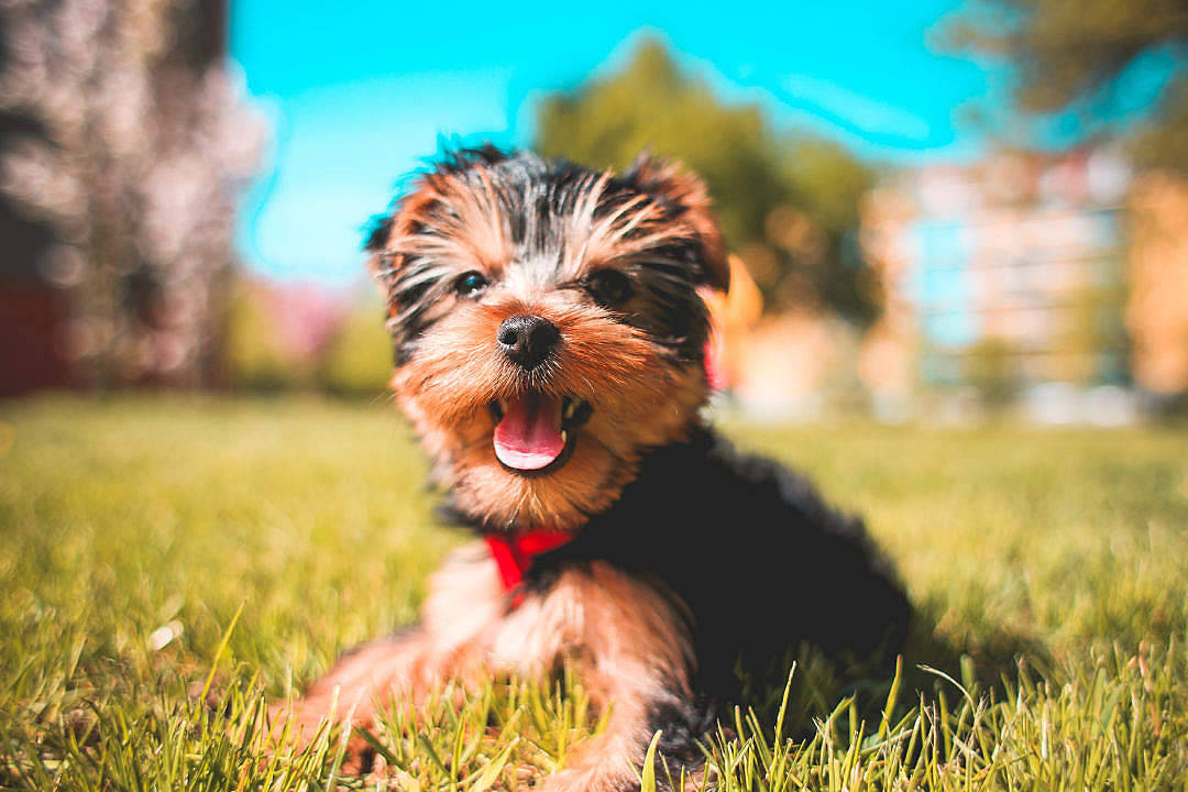 Extremely Cute Yorkie Smiling Wallpaper