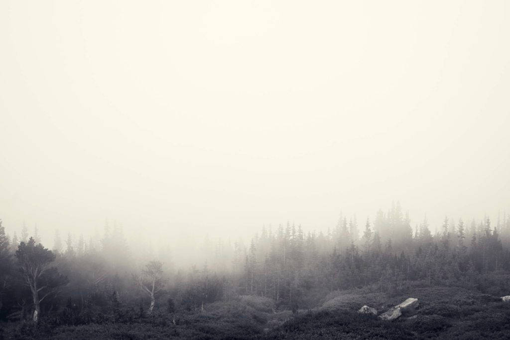 Extremely Foggy Forest Grayscale Wallpaper