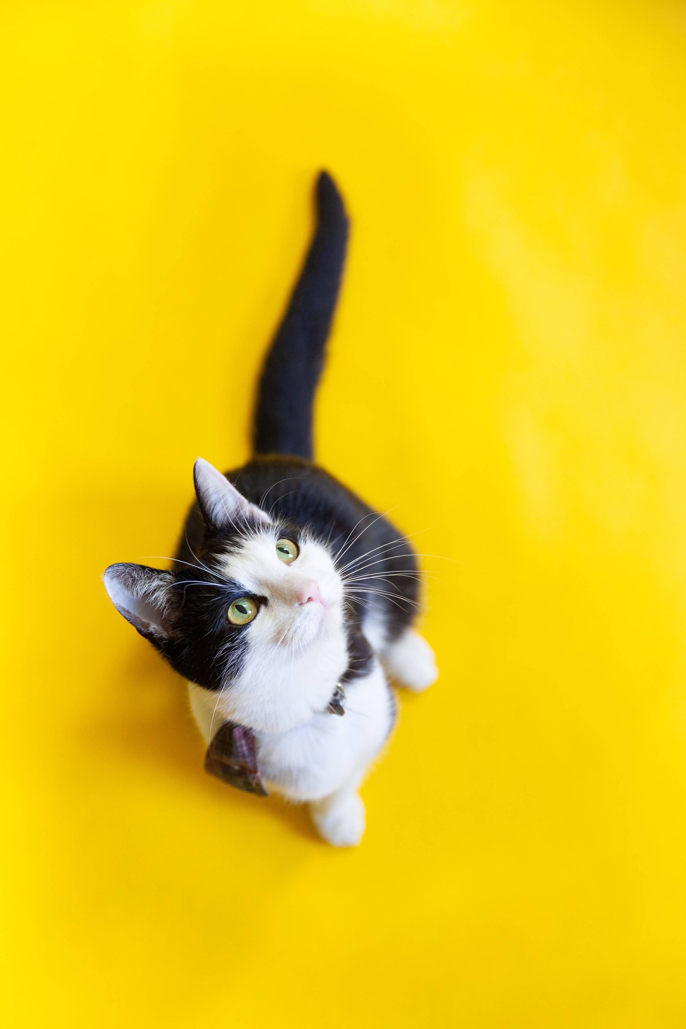 Eye Catching Bicolor Tabby Cat Pfp Wallpaper