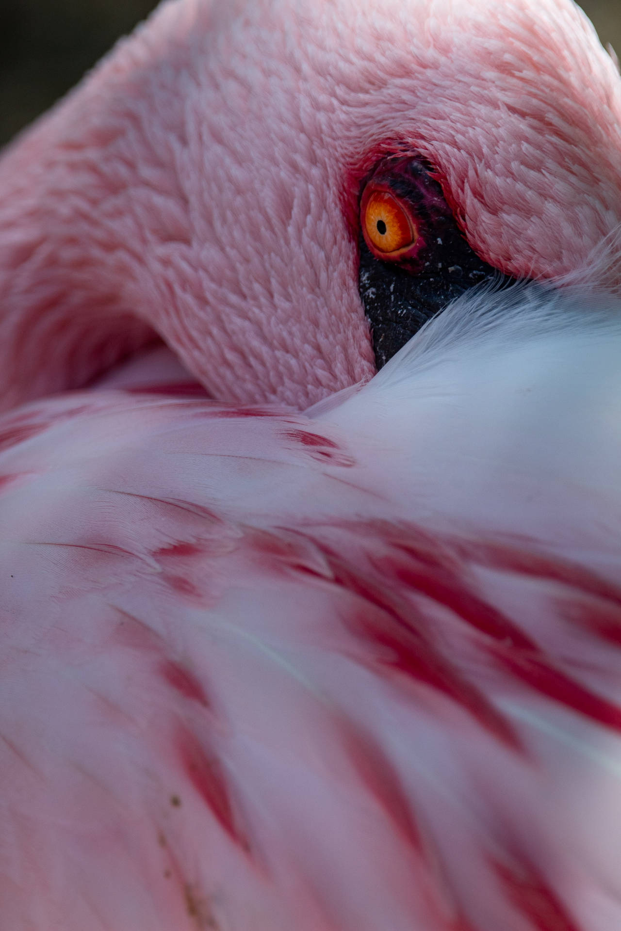 Pink Flamingo Staring Intensely Wallpaper