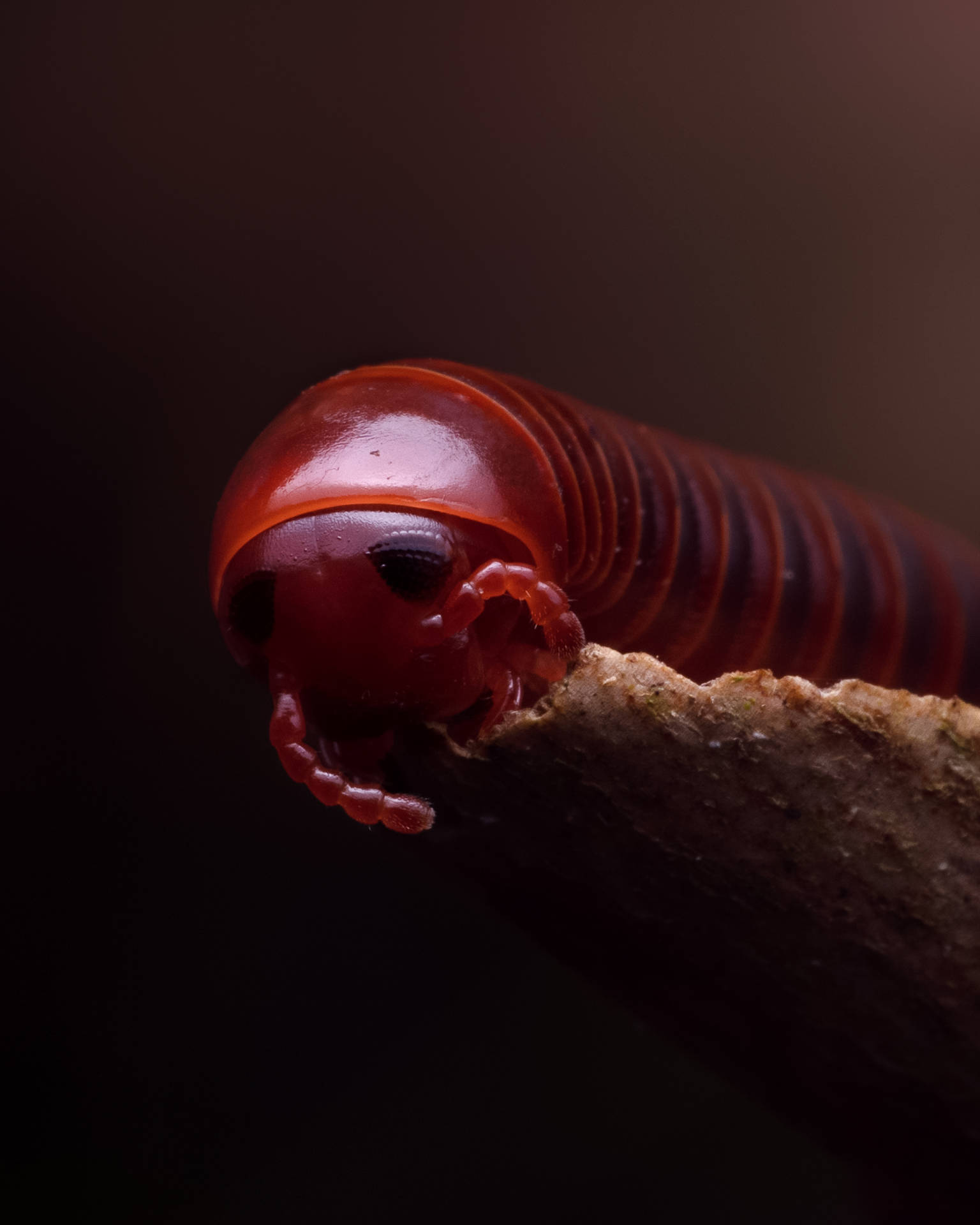 Øjen-til-øje med en Spirostreptus millipede Wallpaper