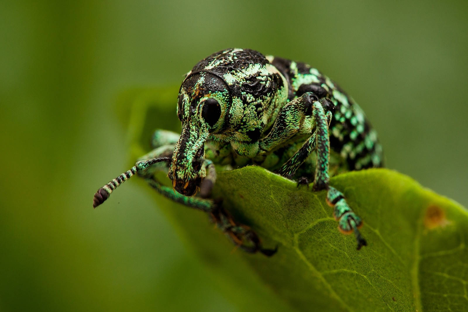 Eye To Eye With A Weevil Beetle Wallpaper