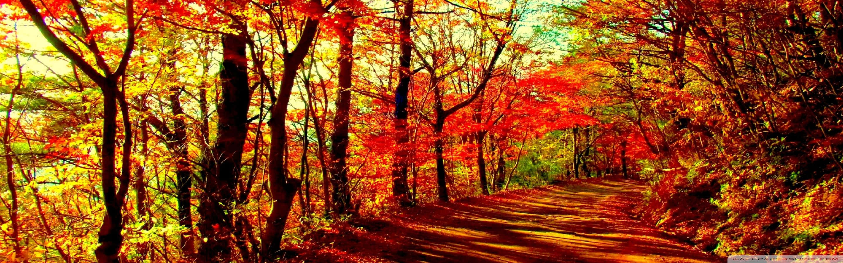 En vej i skoven med farverige blade Wallpaper