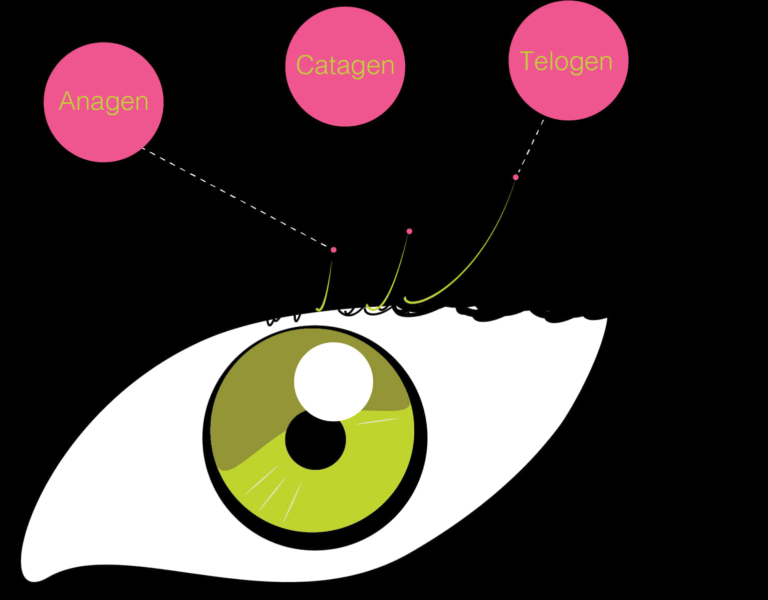 Eyelash Growth Cycle Illustration PNG