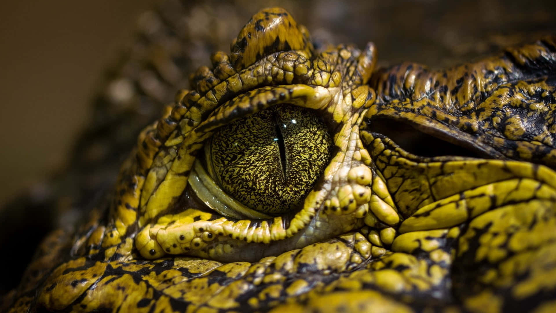 Billedeaf Krokodilleøjne I Close-up.
