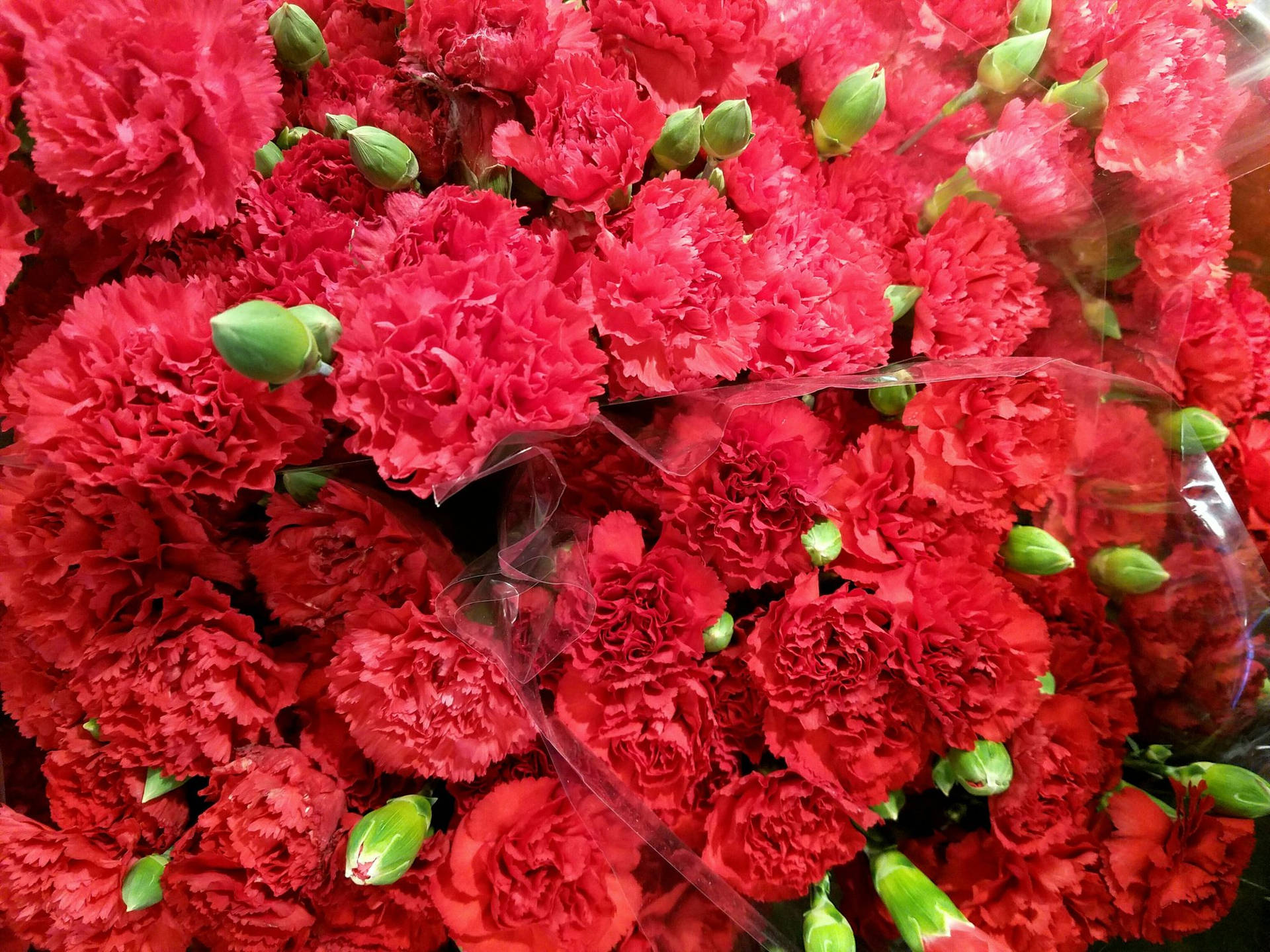 Fabulous Red Carnations Wallpaper