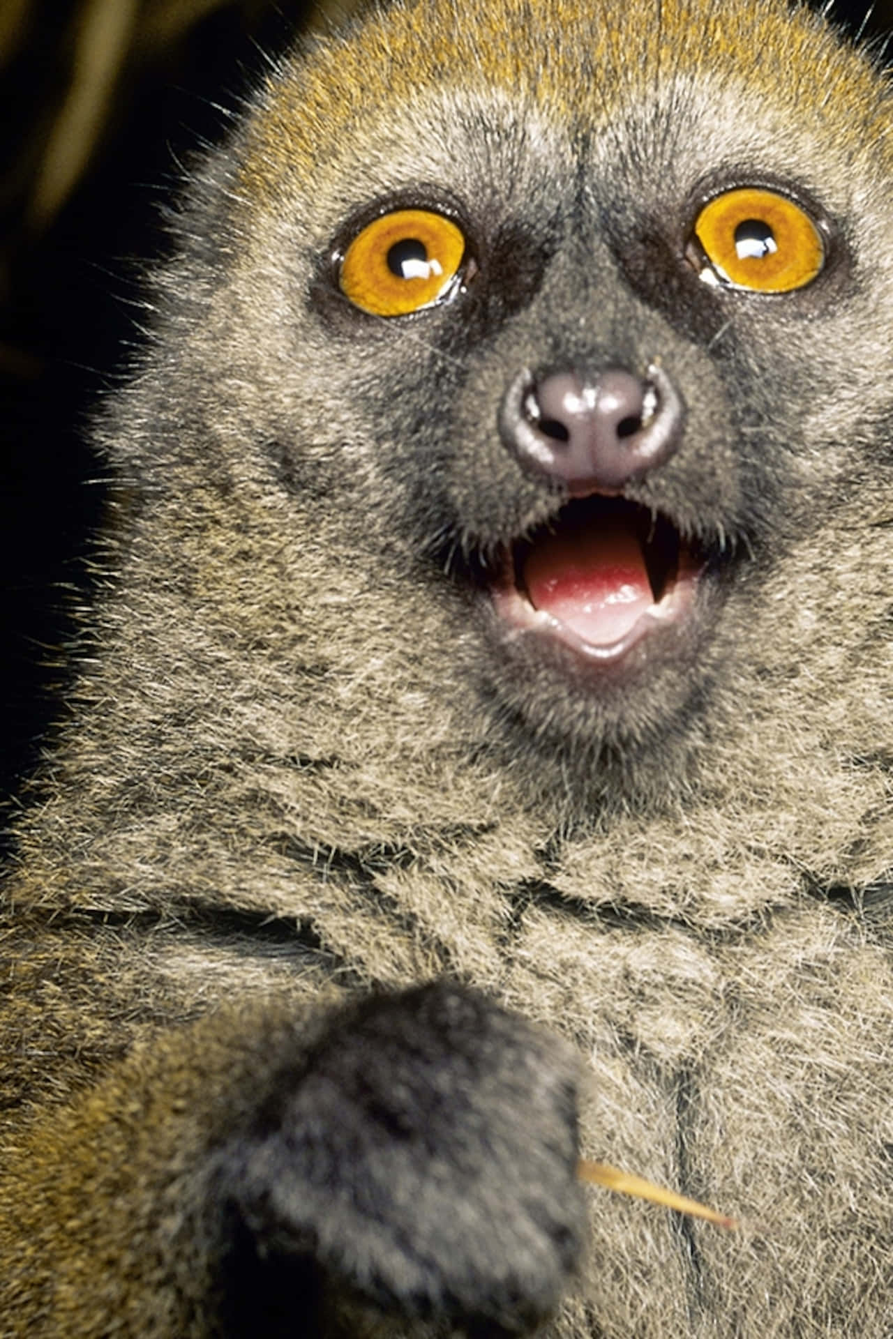 Mongoose Lemur Face Funny Pictures 1534 x 2301 Picture