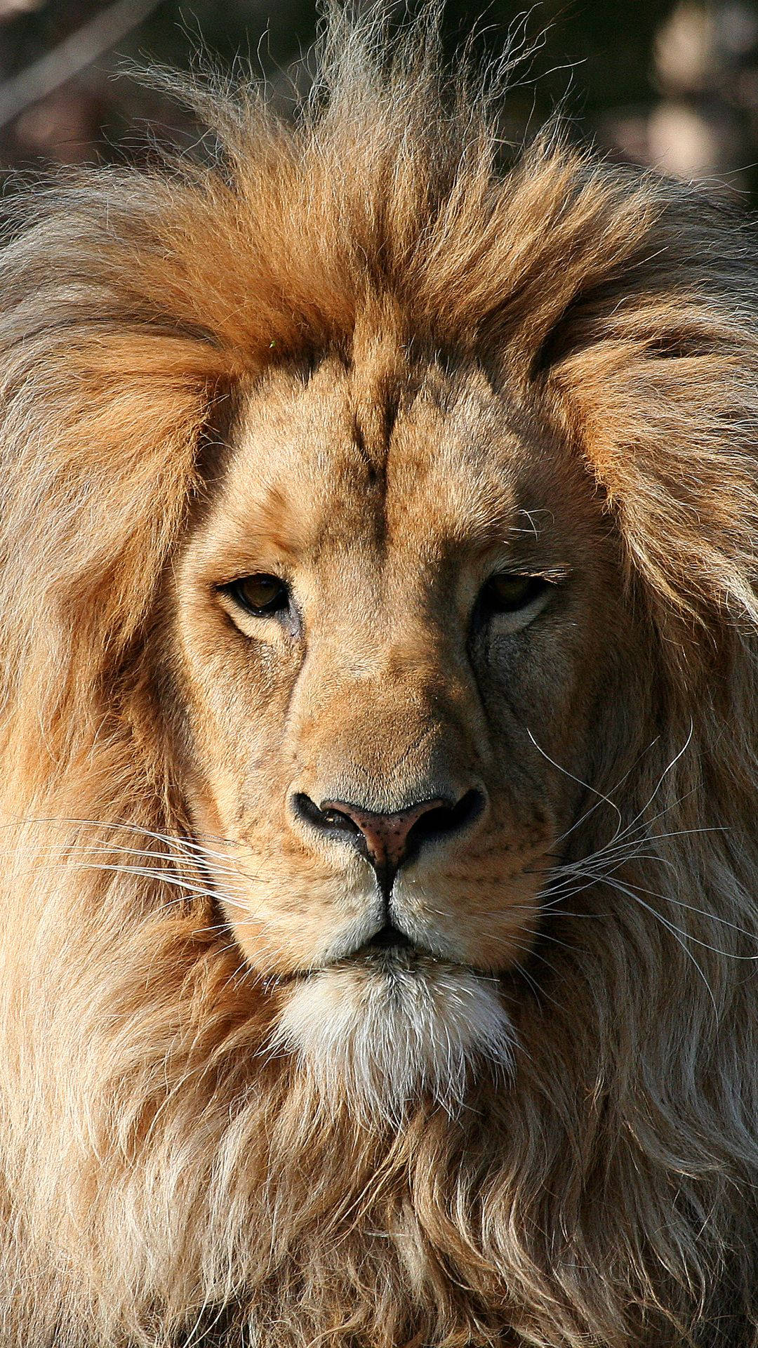 Face Of Lion Iphone Wallpaper
