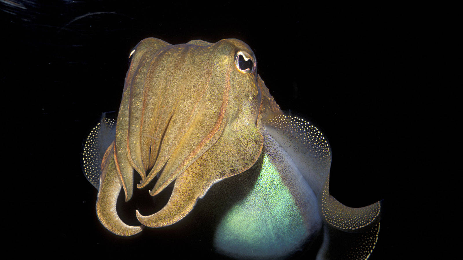 Facing A Cuttlefish In The Dark Wallpaper