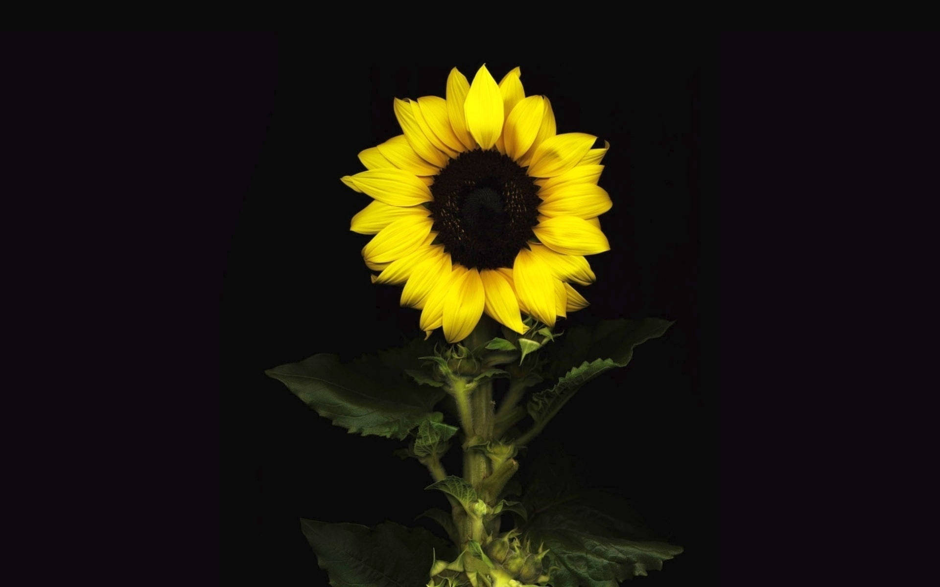 Facing Sunflower Laptop Background
