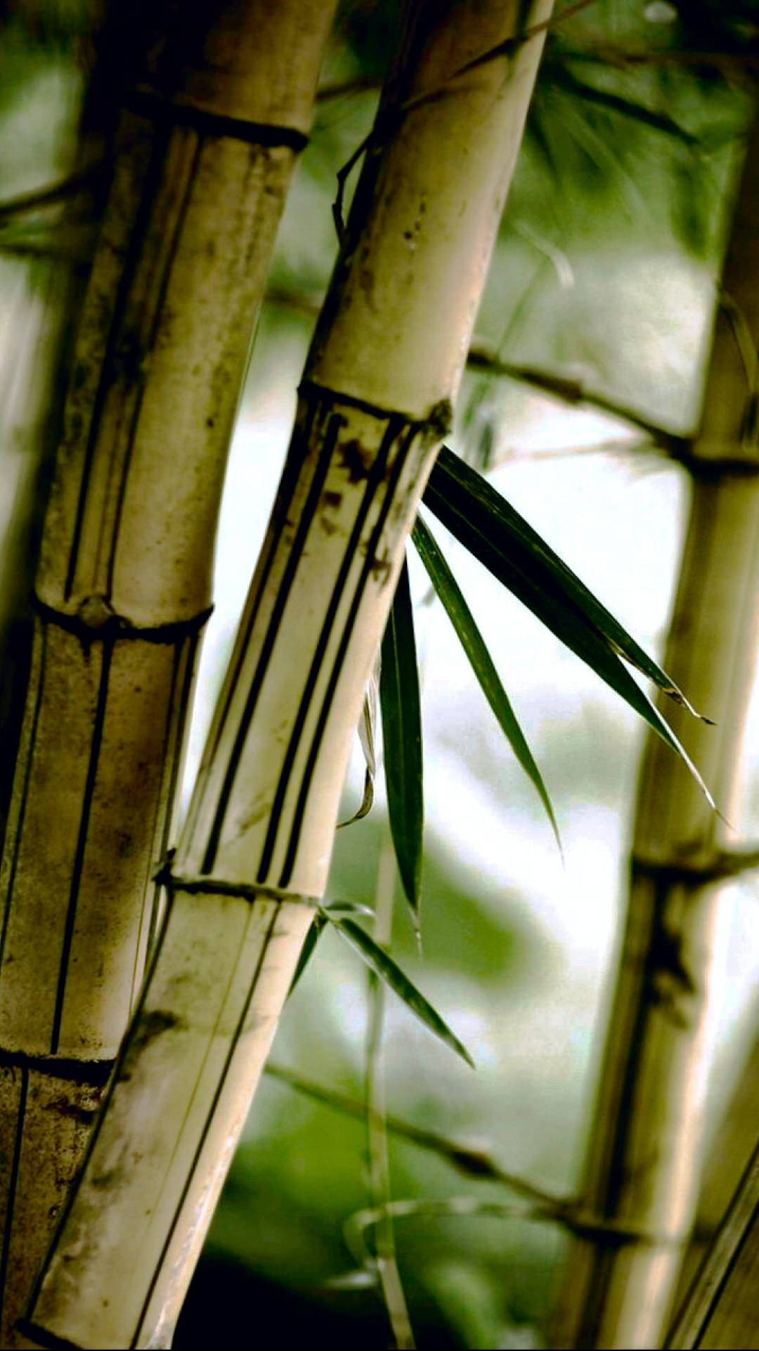 Fondoschermo Iphone Della Foresta Di Bambù Sbiadita. Sfondo