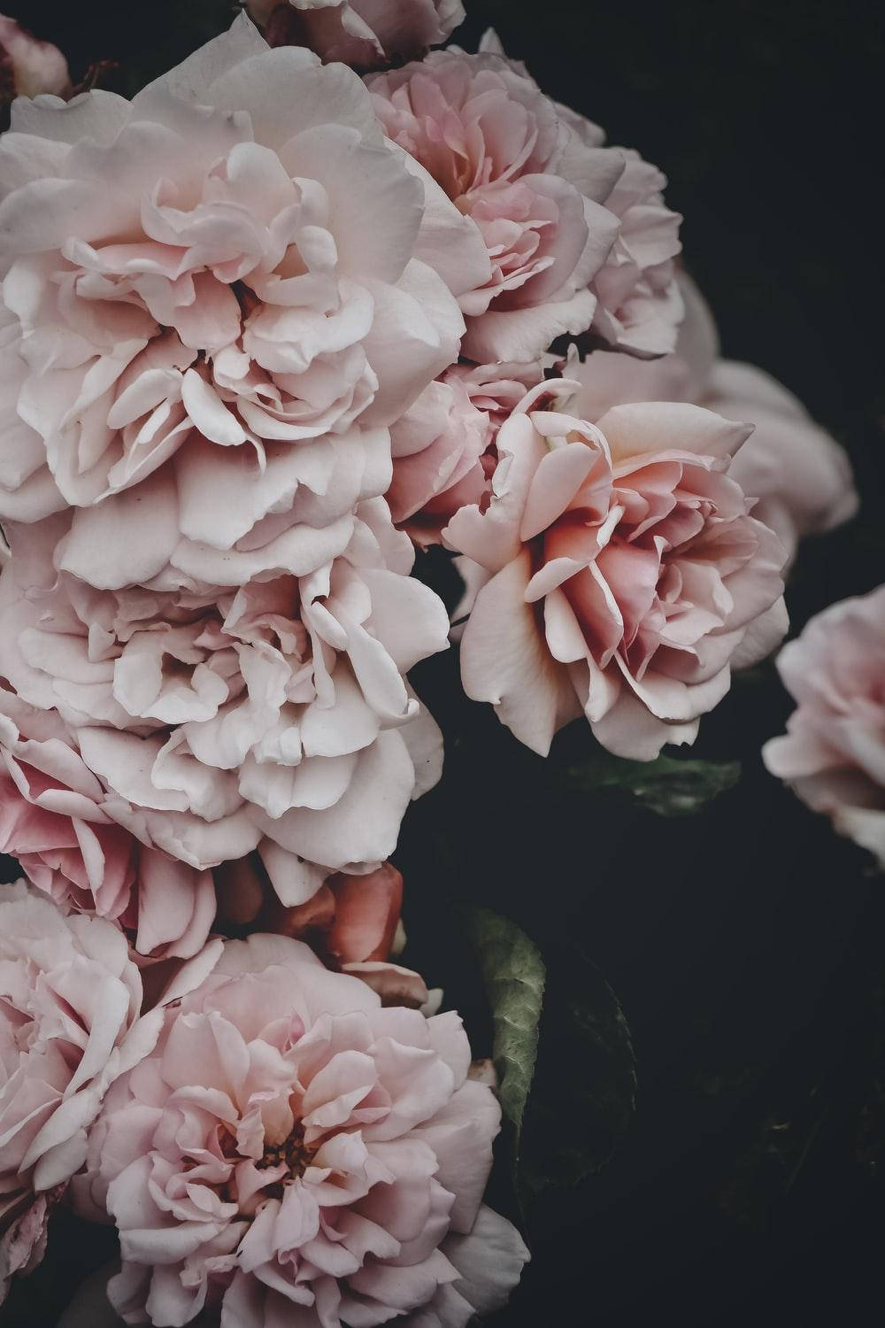 Faded Pink Peony Flowers Wallpaper