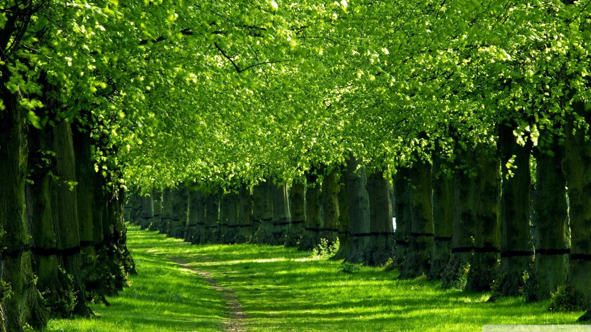 hd green nature wallpapers 1080p