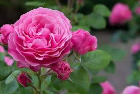 Fairways Bush Pink Rose Picture